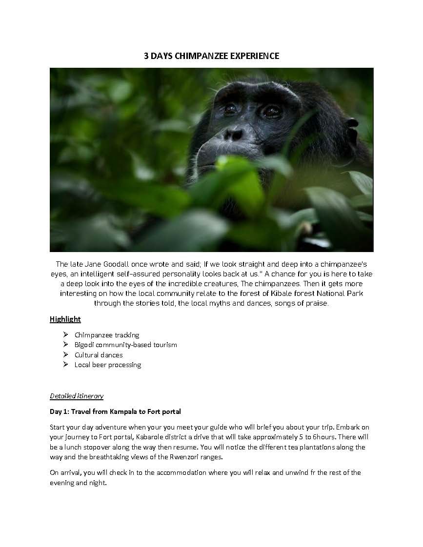 Close-up of a chimpanzee face peering through green foliage in a forest environment
